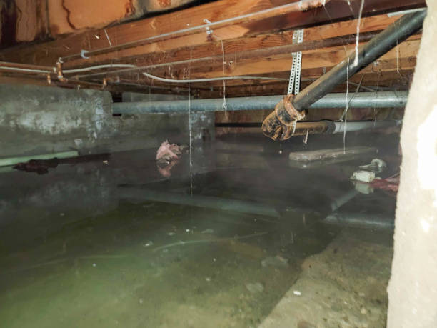 Best Mold removal after water damage  in Rio Communities, NM